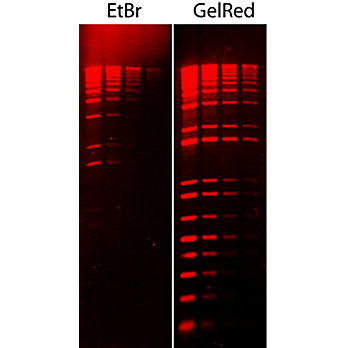 GelRed（EtBr 的無毒替代品）
